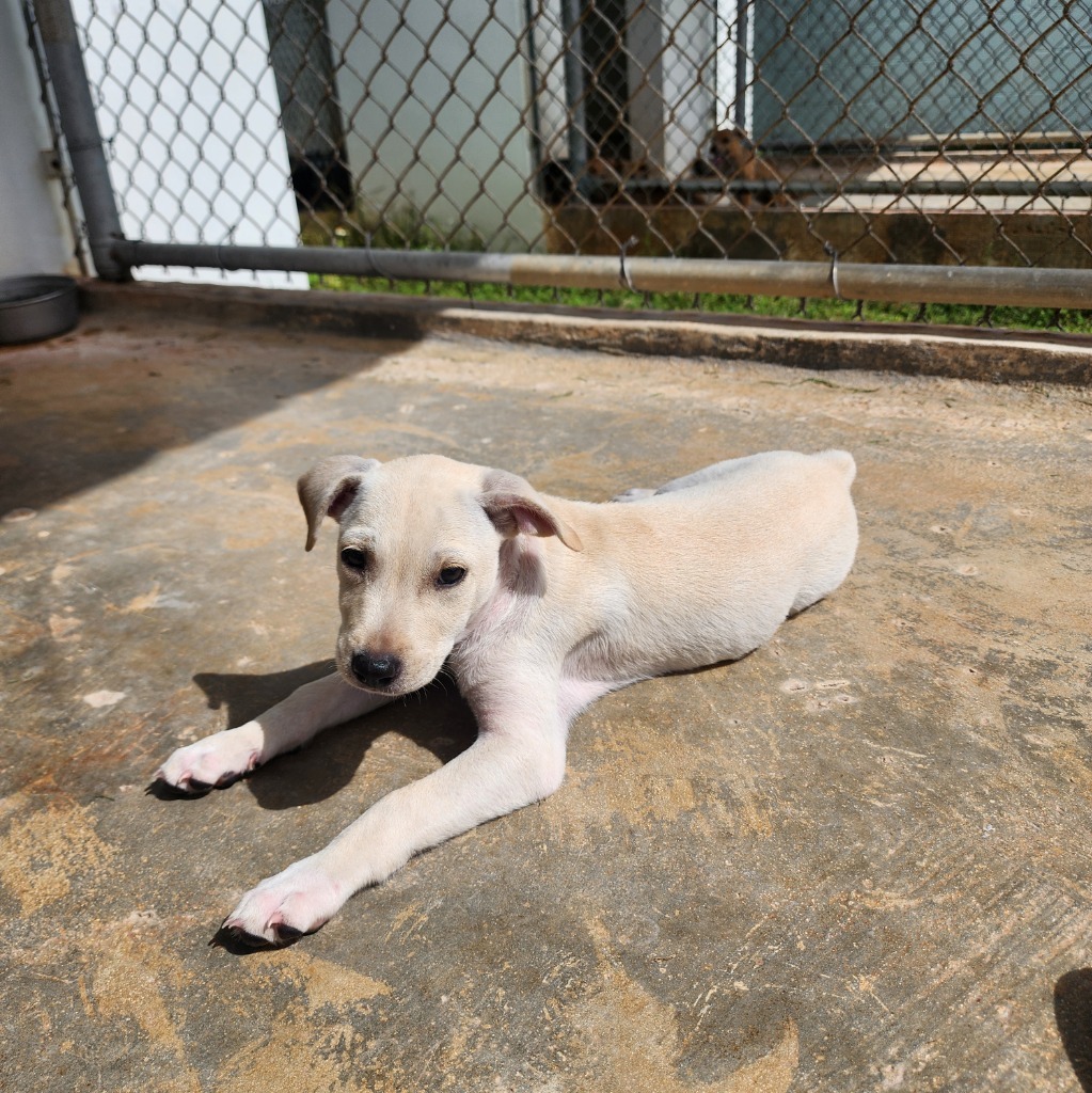 Stubby, an adoptable Affenpinscher in Mangilao, GU, 96923 | Photo Image 3