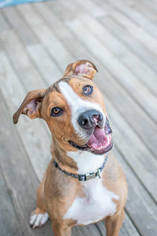 Pepino