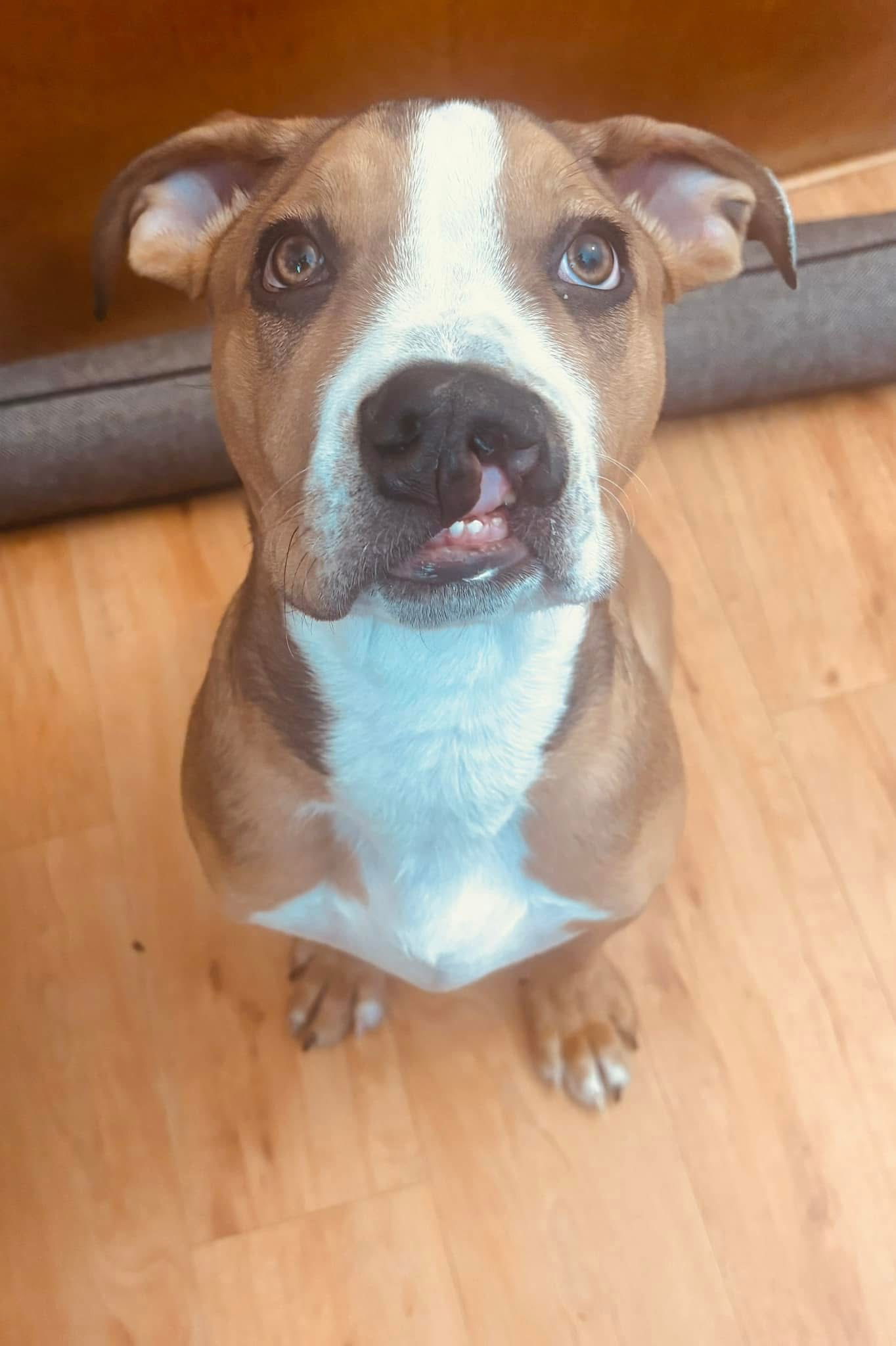 Pepino