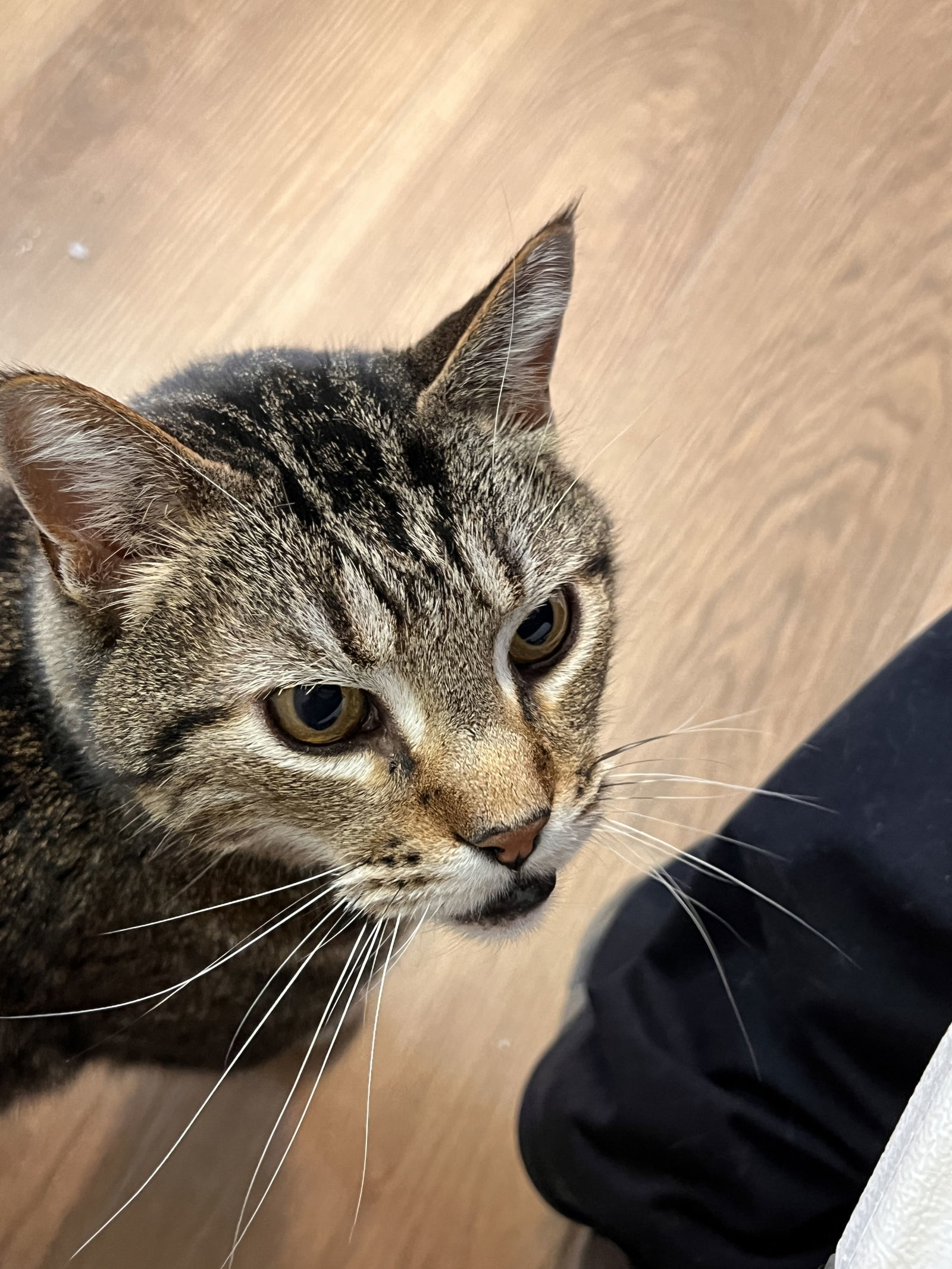Farley, an adoptable Domestic Short Hair in Webster, WI, 54893 | Photo Image 1