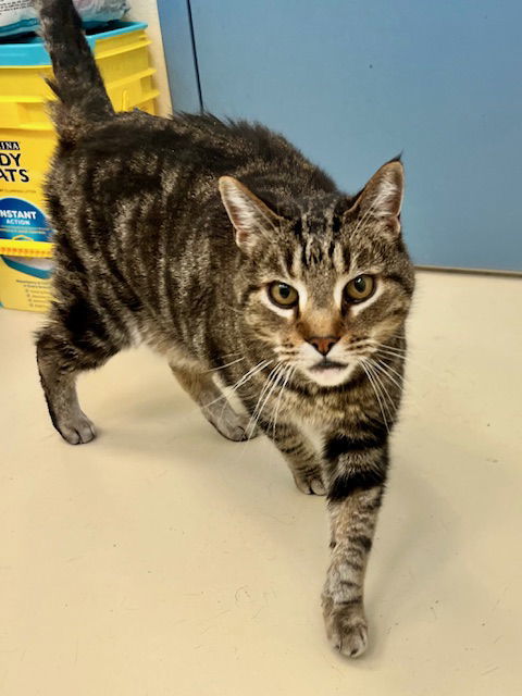 Farley, an adoptable Domestic Short Hair in Webster, WI, 54893 | Photo Image 2
