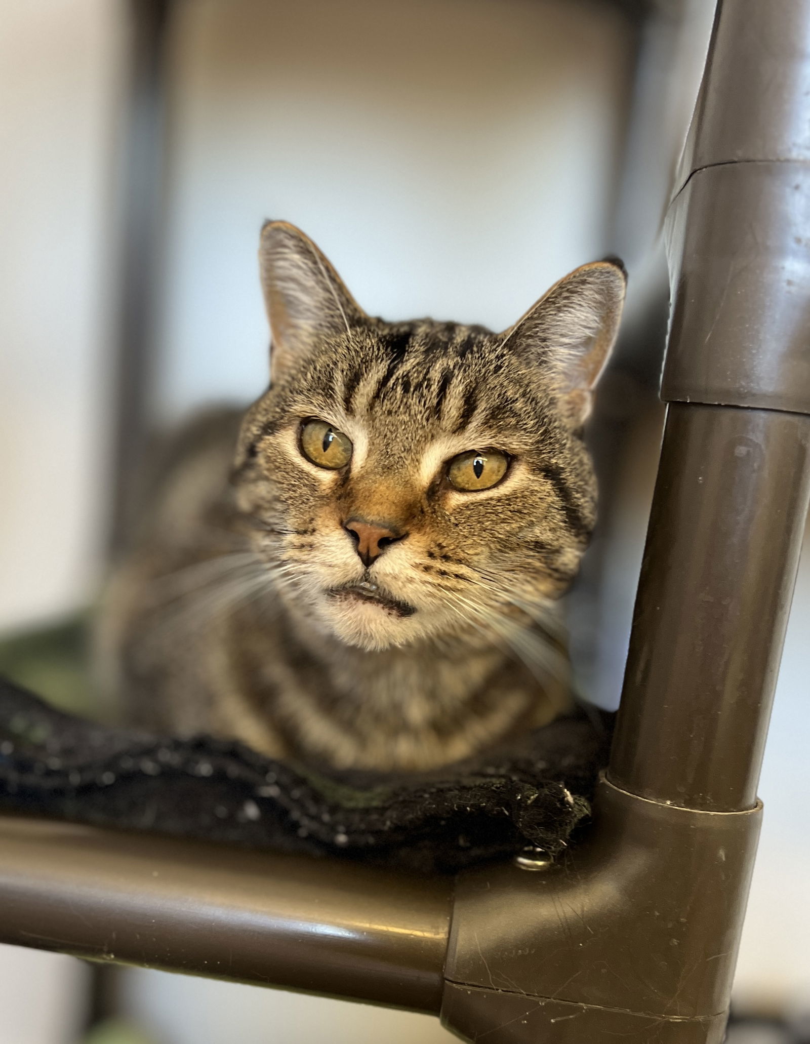 Farley, an adoptable Domestic Short Hair in Webster, WI, 54893 | Photo Image 3
