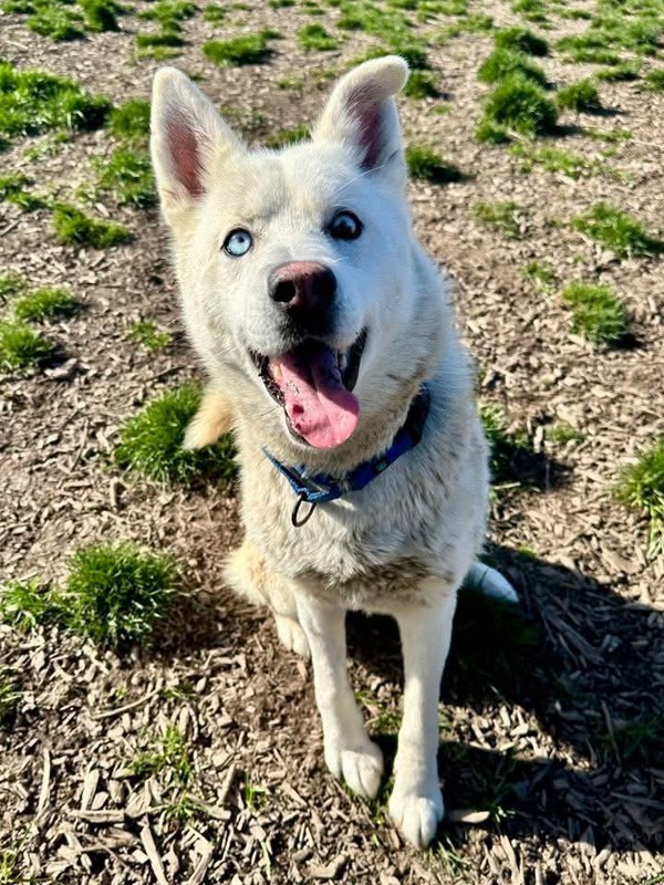 Ares, an adoptable Siberian Husky in Salem, OR, 97301 | Photo Image 1
