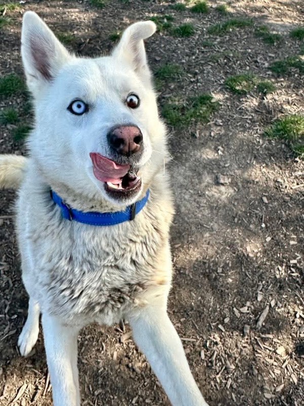 Ares, an adoptable Siberian Husky in Salem, OR, 97301 | Photo Image 2