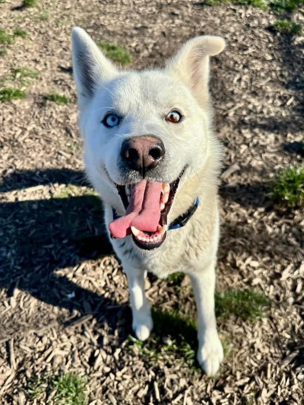 Ares, an adoptable Siberian Husky in Salem, OR, 97301 | Photo Image 3