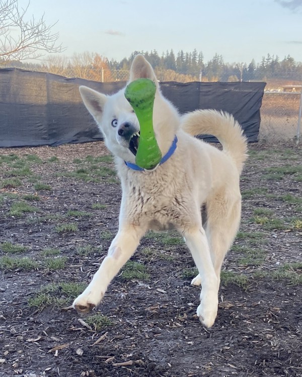Ares, an adoptable Siberian Husky in Salem, OR, 97301 | Photo Image 4