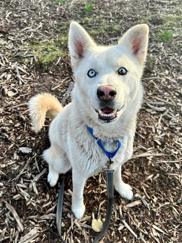 Ares, an adoptable Siberian Husky in Salem, OR, 97301 | Photo Image 6