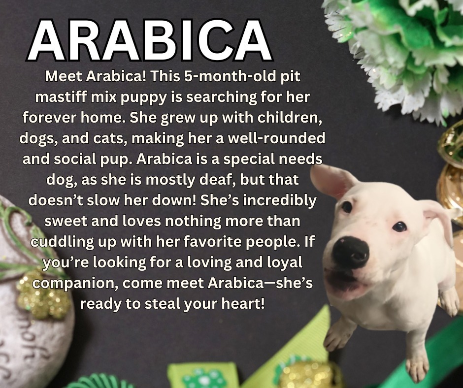 Arabica, an adoptable Pit Bull Terrier, Mastiff in Kenai, AK, 99611 | Photo Image 1