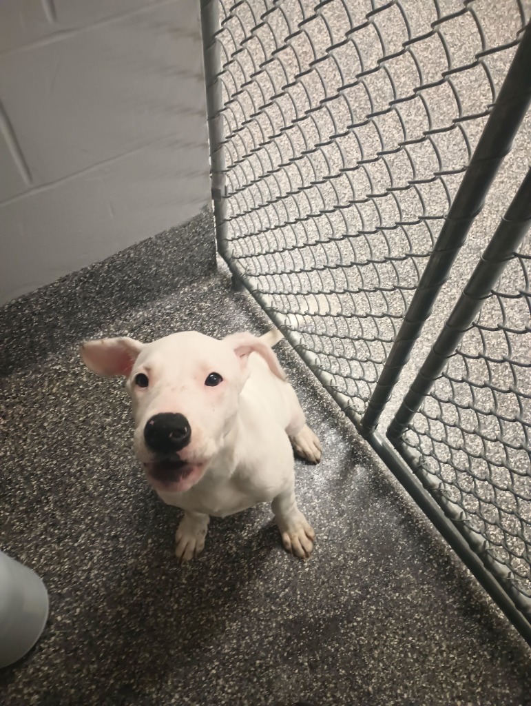 Arabica, an adoptable Pit Bull Terrier, Mastiff in Kenai, AK, 99611 | Photo Image 2