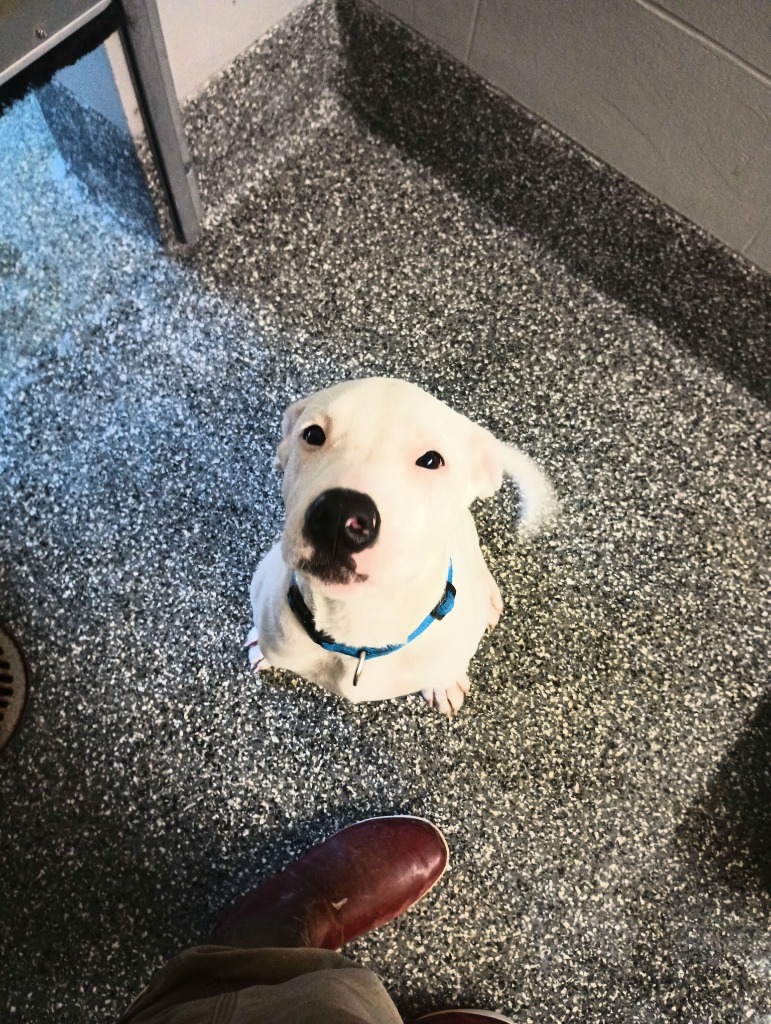 Arabica, an adoptable Pit Bull Terrier, Mastiff in Kenai, AK, 99611 | Photo Image 3