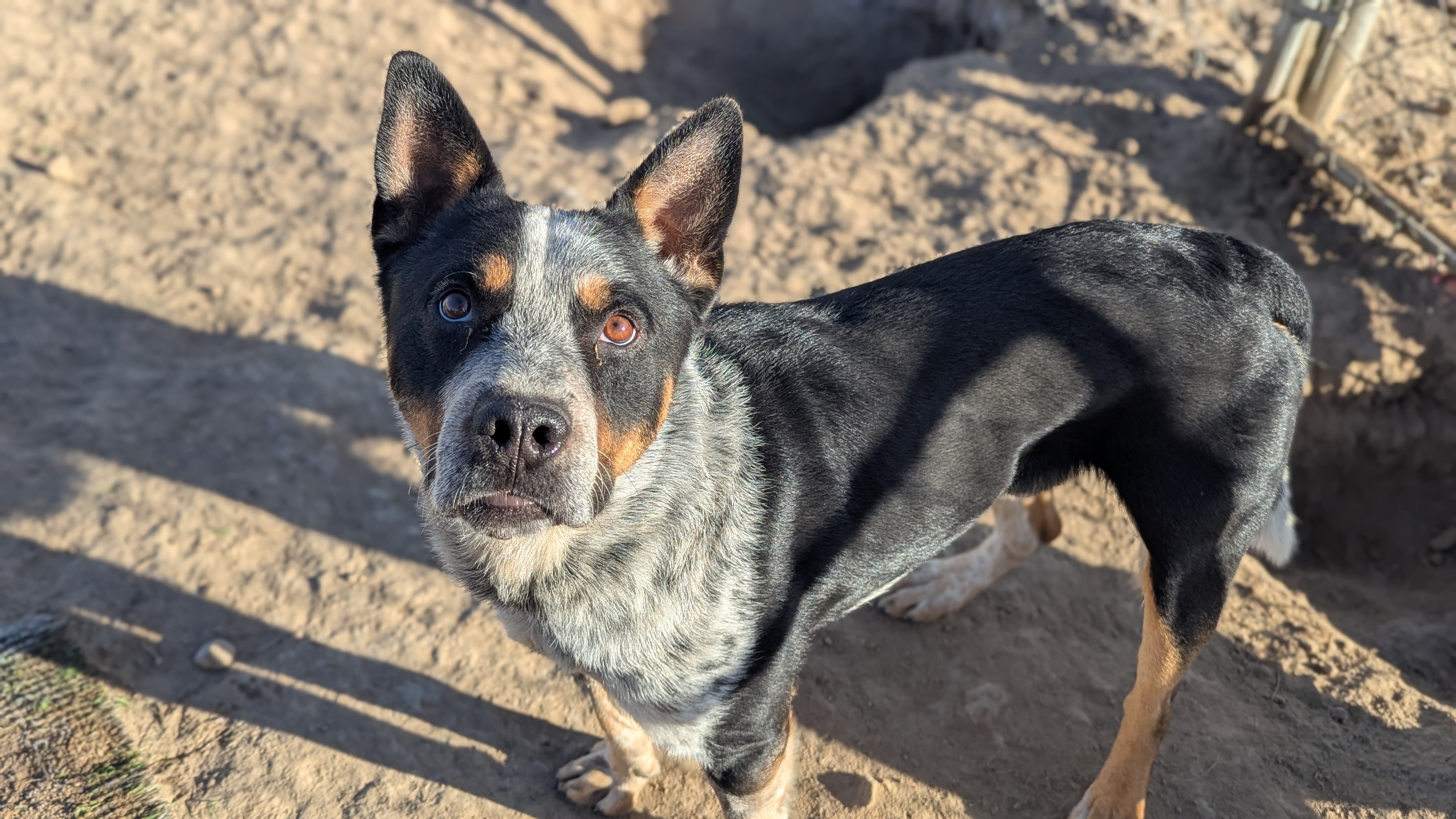 Bandit, an adoptable American Staffordshire Terrier, Lancashire Heeler in Castle Dale, UT, 84513 | Photo Image 1