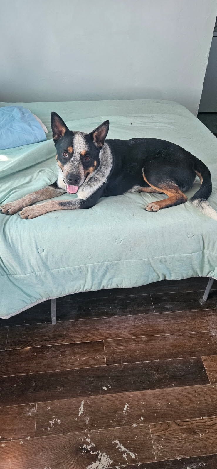 Bandit, an adoptable American Staffordshire Terrier, Lancashire Heeler in Castle Dale, UT, 84513 | Photo Image 2