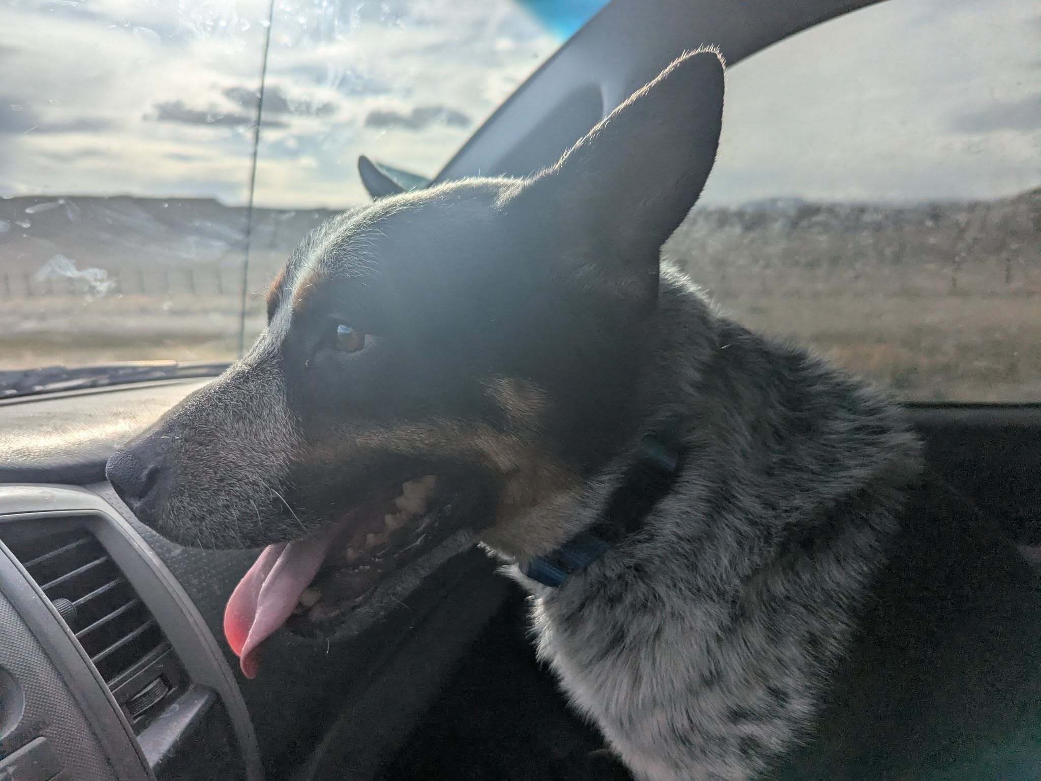 Bandit, an adoptable American Staffordshire Terrier, Lancashire Heeler in Castle Dale, UT, 84513 | Photo Image 3