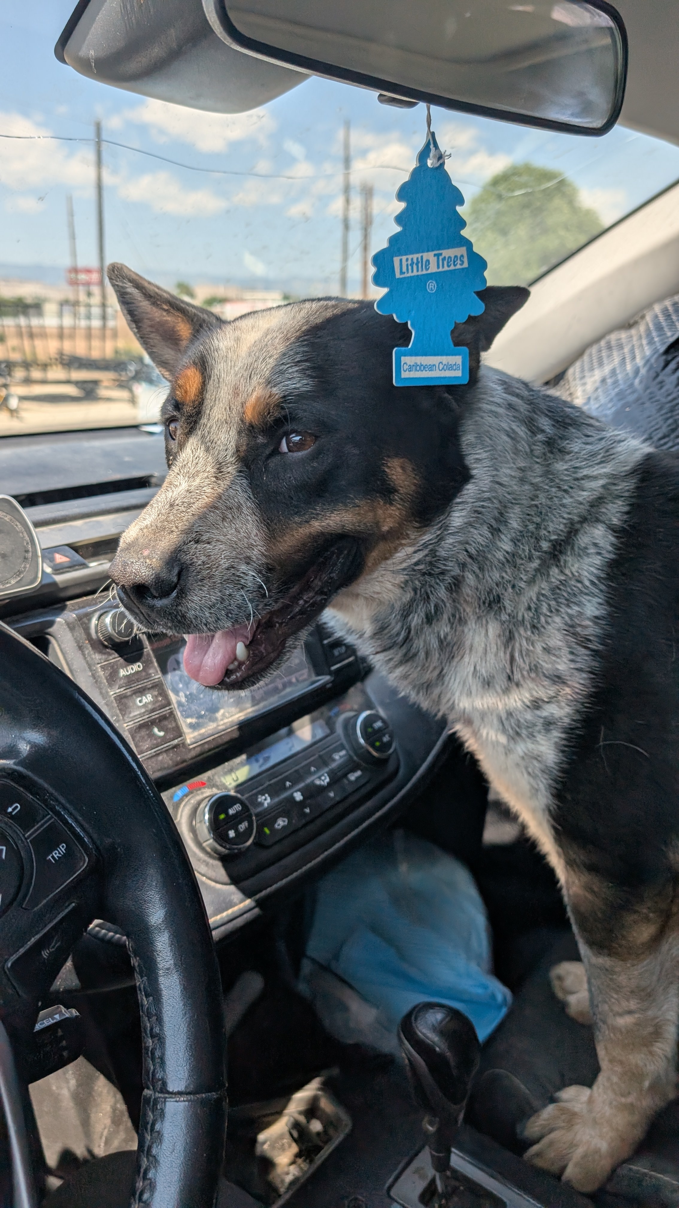 Bandit, an adoptable American Staffordshire Terrier, Lancashire Heeler in Castle Dale, UT, 84513 | Photo Image 4