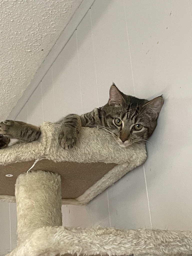 Triscuit