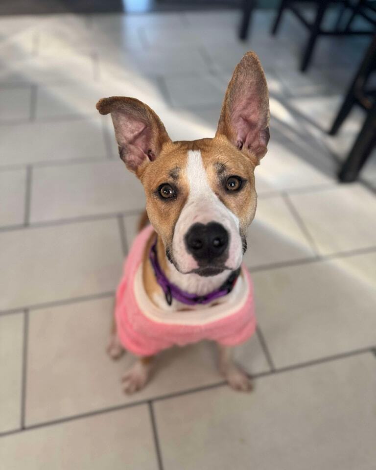 Nutmeg