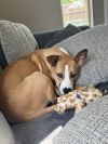 Nutmeg photo 3