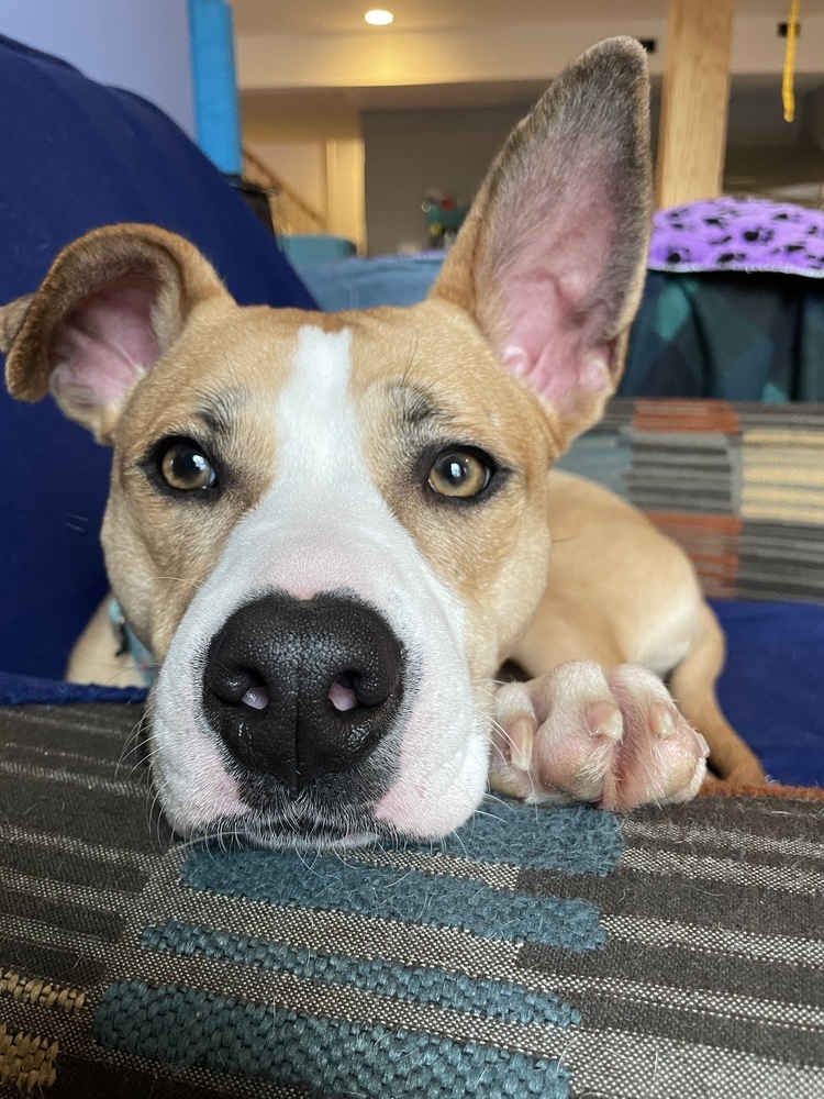 Nutmeg