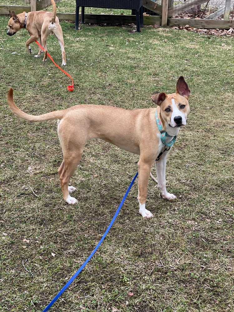 Nutmeg
