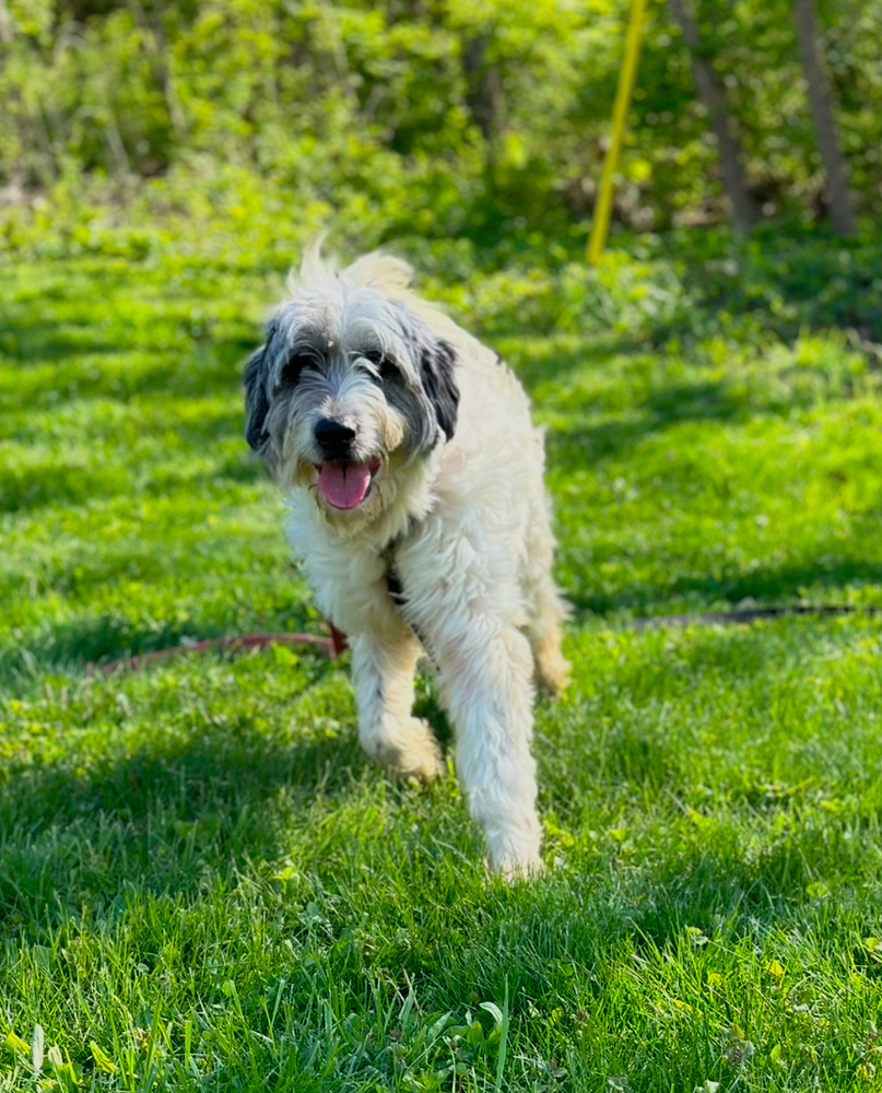 Autumn : Malibu, an adoptable Goldendoodle, Great Pyrenees in Aurora, IN, 47001 | Photo Image 1