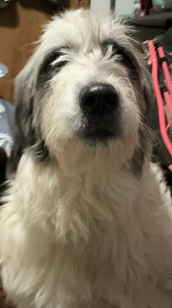 Autumn : Malibu, an adoptable Goldendoodle, Great Pyrenees in Aurora, IN, 47001 | Photo Image 2