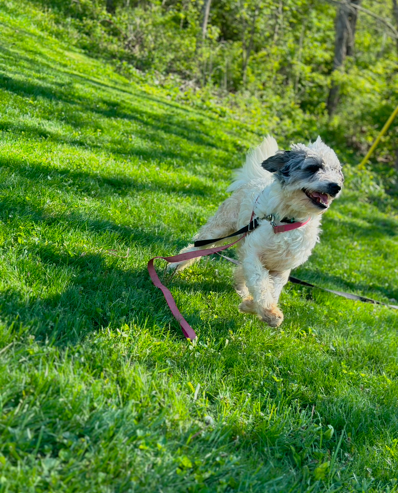 Autumn : Malibu, an adoptable Goldendoodle, Great Pyrenees in Aurora, IN, 47001 | Photo Image 3