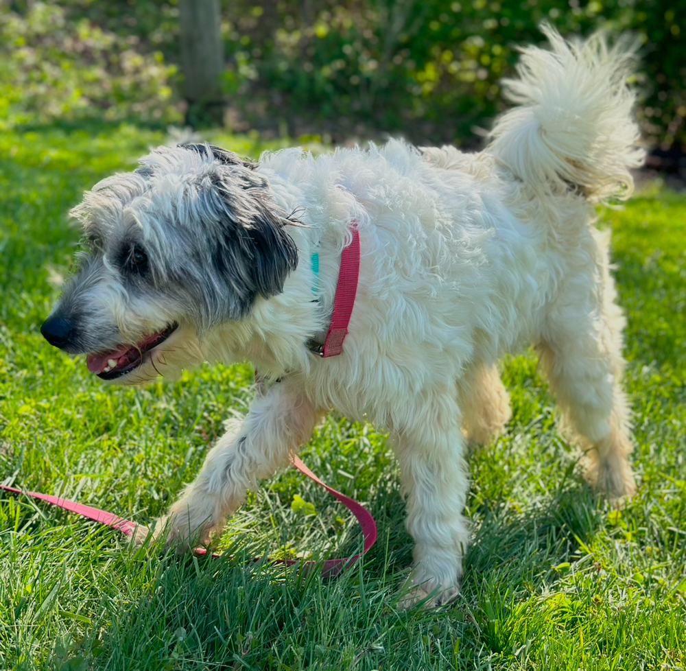 Autumn : Malibu, an adoptable Goldendoodle, Great Pyrenees in Aurora, IN, 47001 | Photo Image 4