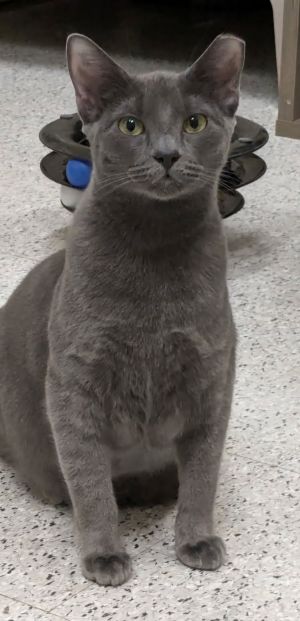 Ragu