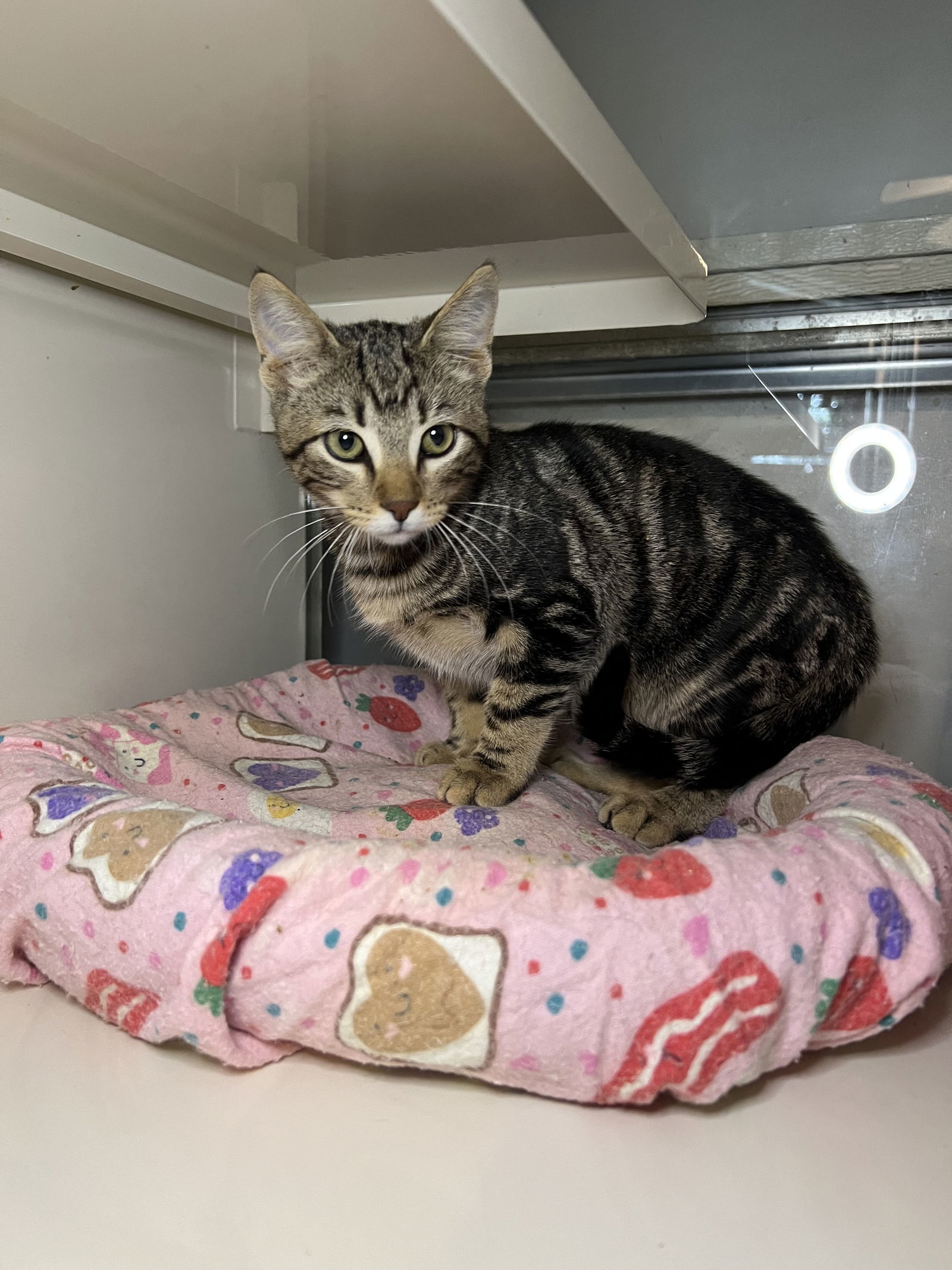 Ryder, an adoptable Domestic Short Hair in Hammond, LA, 70403 | Photo Image 1