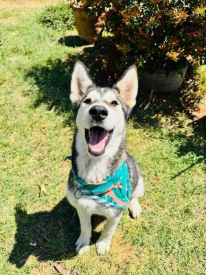 Meet Baker Baker is a 9 month-old Husky with a heart as big as his boundless energy Weighing in at