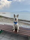 Shasta photo 1