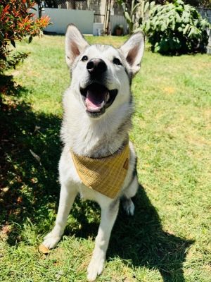 Shasta Siberian Husky Dog
