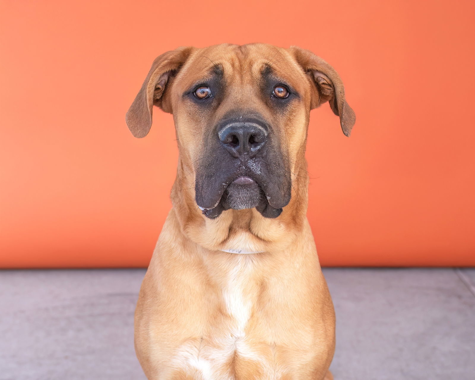 OSITO, an adoptable Bullmastiff, Golden Retriever in Pasadena, CA, 91102 | Photo Image 1