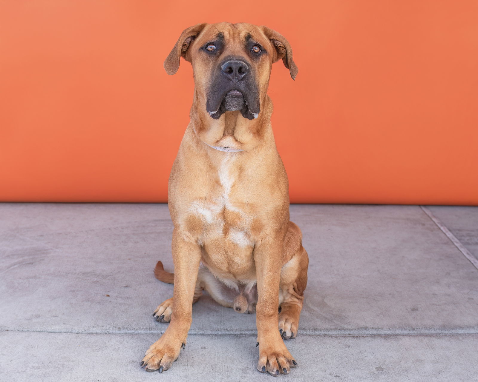 OSITO, an adoptable Bullmastiff, Golden Retriever in Pasadena, CA, 91102 | Photo Image 2