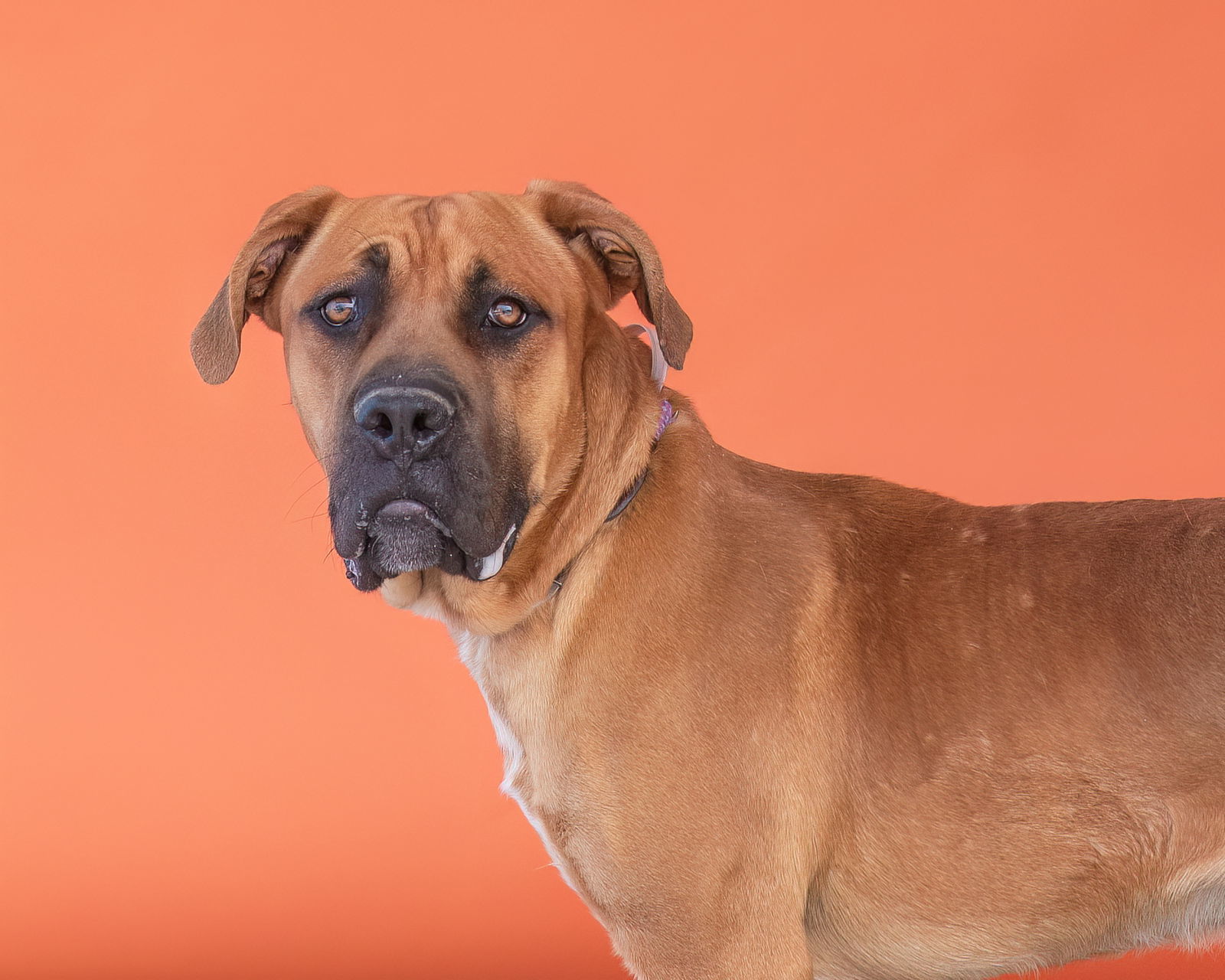 OSITO, an adoptable Bullmastiff, Golden Retriever in Pasadena, CA, 91102 | Photo Image 3