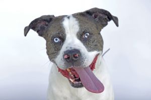 A5667961 Meet Rocco  This 3-year-old pit bull mix has a stunning smile thats guaranteed to bright
