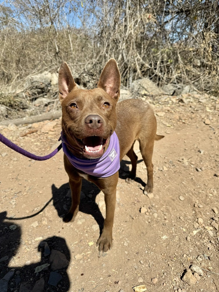 Dafne, an adoptable Labrador Retriever, Mixed Breed in Ajijic Centro, JAL, 45920 | Photo Image 1