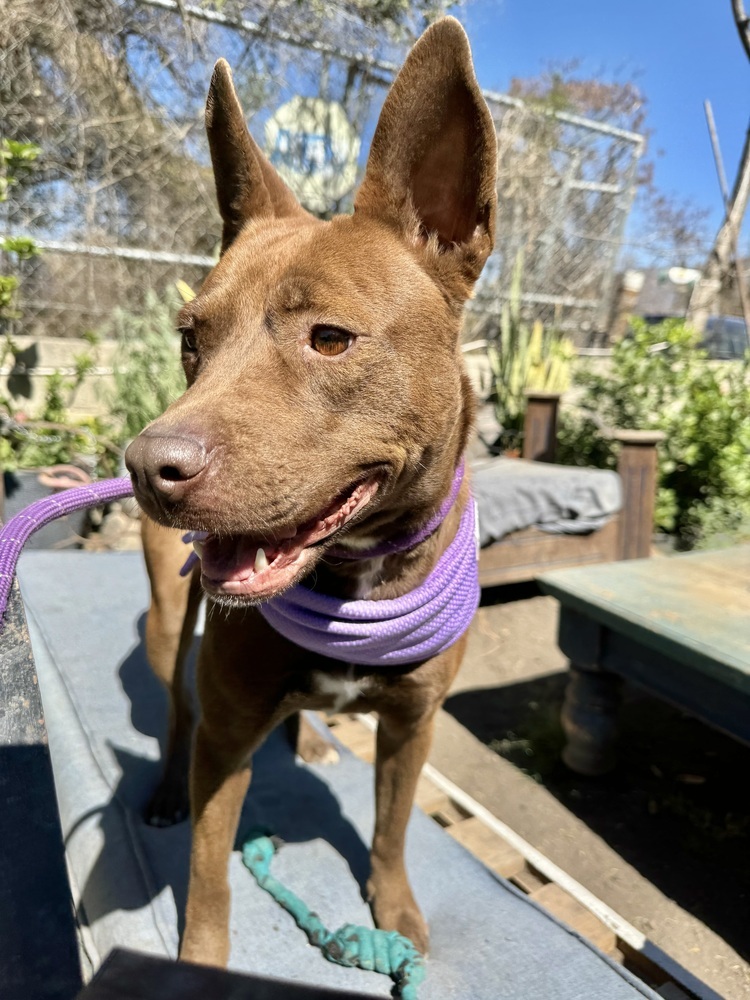 Dafne, an adoptable Labrador Retriever, Mixed Breed in Ajijic Centro, JAL, 45920 | Photo Image 2