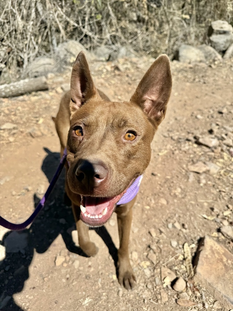 Dafne, an adoptable Labrador Retriever, Mixed Breed in Ajijic Centro, JAL, 45920 | Photo Image 4