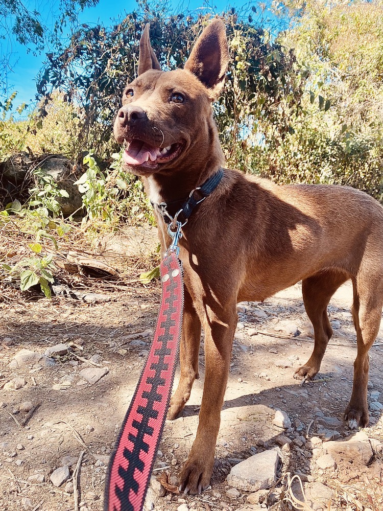 Dafne, an adoptable Labrador Retriever, Mixed Breed in Ajijic Centro, JAL, 45920 | Photo Image 6