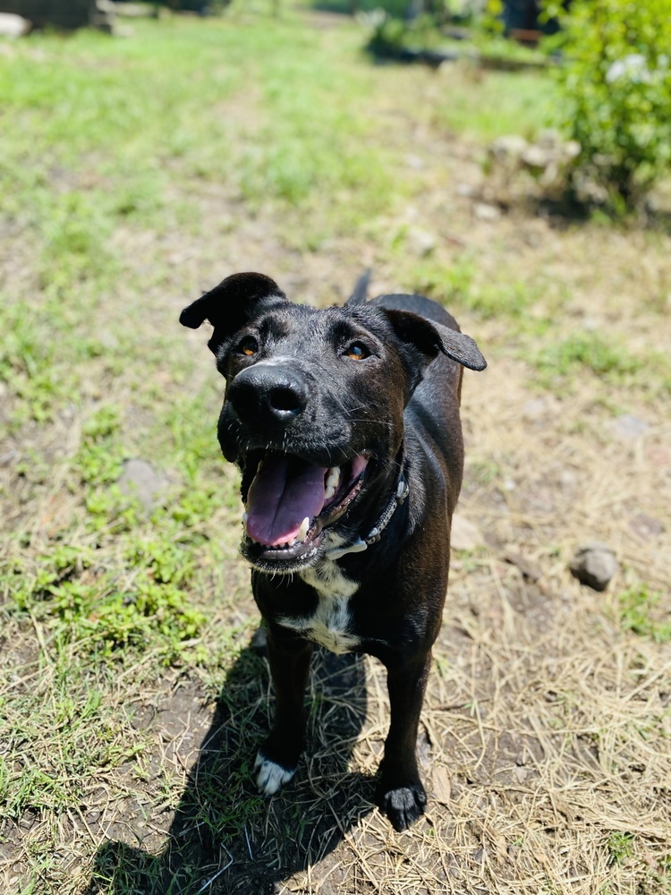 Nero, an adoptable Labrador Retriever, Mixed Breed in Ajijic Centro, JAL, 45920 | Photo Image 1