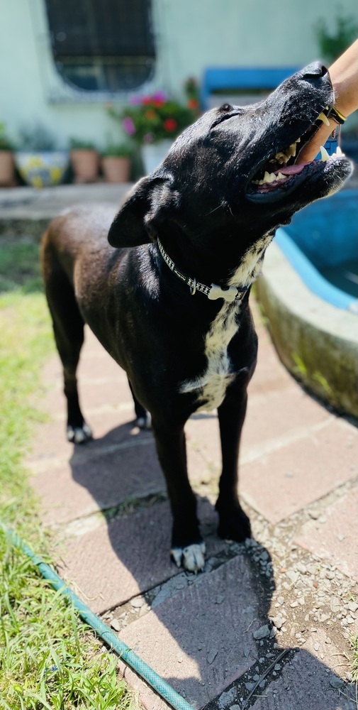 Nero, an adoptable Labrador Retriever, Mixed Breed in Ajijic Centro, JAL, 45920 | Photo Image 2