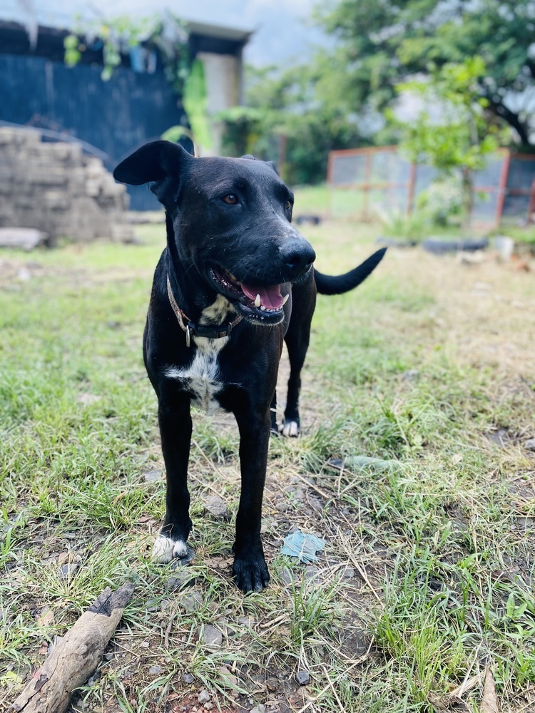 Nero, an adoptable Labrador Retriever, Mixed Breed in Ajijic Centro, JAL, 45920 | Photo Image 3