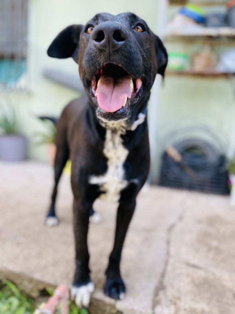 Nero, an adoptable Labrador Retriever, Mixed Breed in Ajijic Centro, JAL, 45920 | Photo Image 4