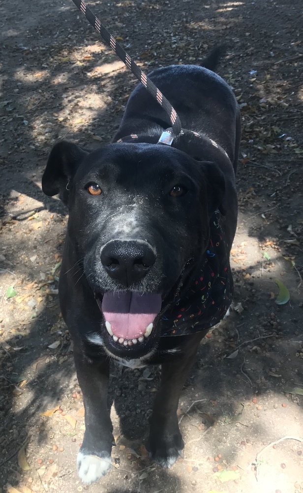 Nero, an adoptable Labrador Retriever, Mixed Breed in Ajijic Centro, JAL, 45920 | Photo Image 5