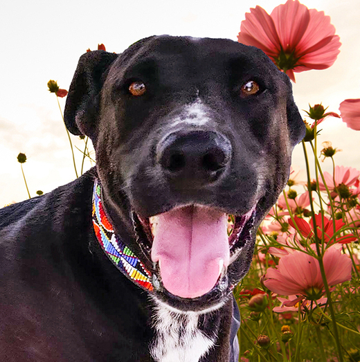 Nero, an adoptable Labrador Retriever, Mixed Breed in Ajijic Centro, JAL, 45920 | Photo Image 6