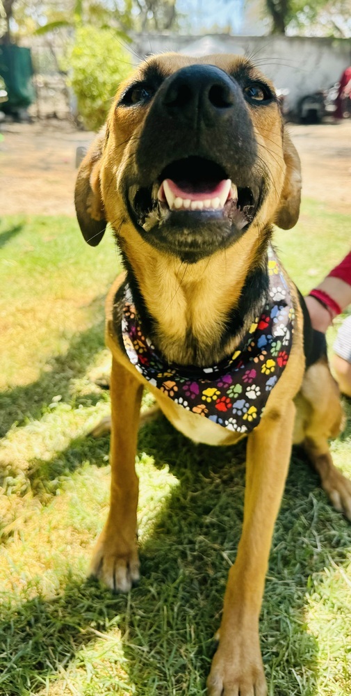 Nora-1, an adoptable Labrador Retriever, Mixed Breed in Ajijic Centro, JAL, 45920 | Photo Image 2