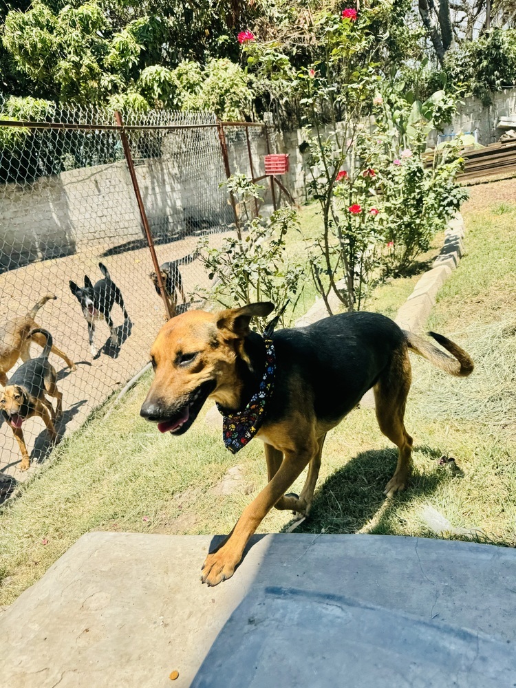 Nora-1, an adoptable Labrador Retriever, Mixed Breed in Ajijic Centro, JAL, 45920 | Photo Image 4