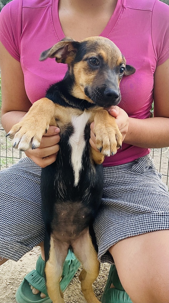 Nora-1, an adoptable Labrador Retriever, Mixed Breed in Ajijic Centro, JAL, 45920 | Photo Image 6