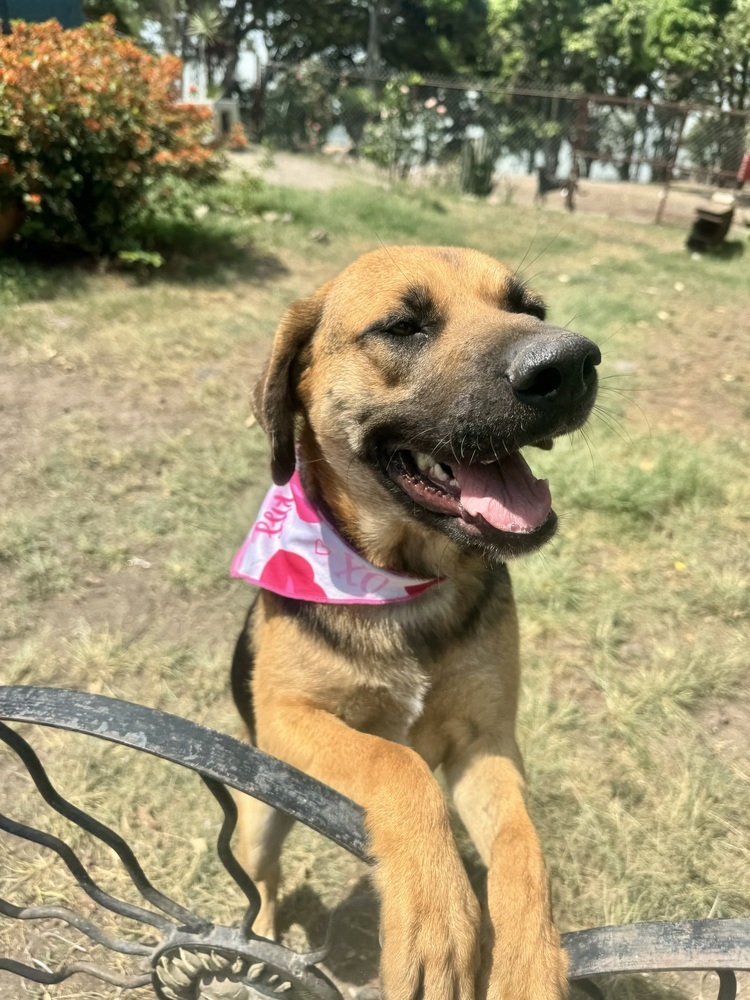 Emjay, an adoptable Labrador Retriever, Shepherd in Ajijic Centro, JAL, 45920 | Photo Image 1